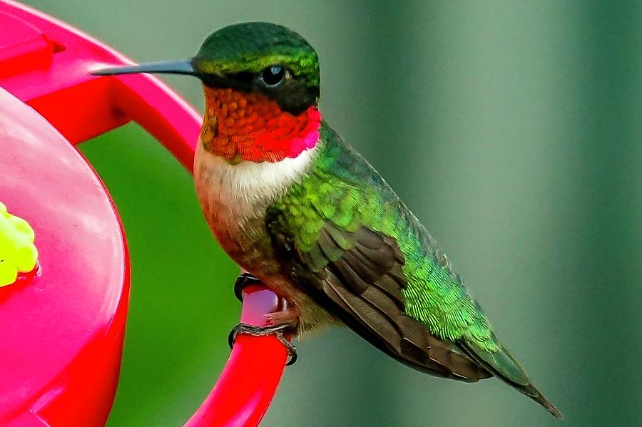 Ruby-throated Hummingbird At Feeder Photograph By Ronald Dickey