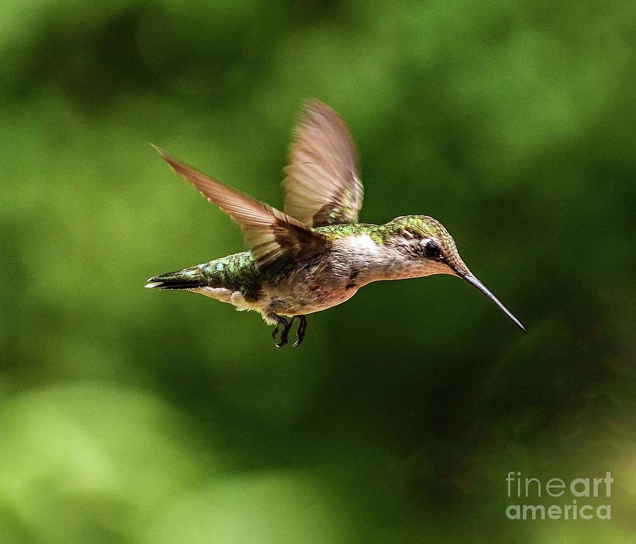 Ruby-throated Hummingbird Cruisin Along by Cindy Treger Ruby-throated Hummingbird Cruisin Along by Cindy Treger