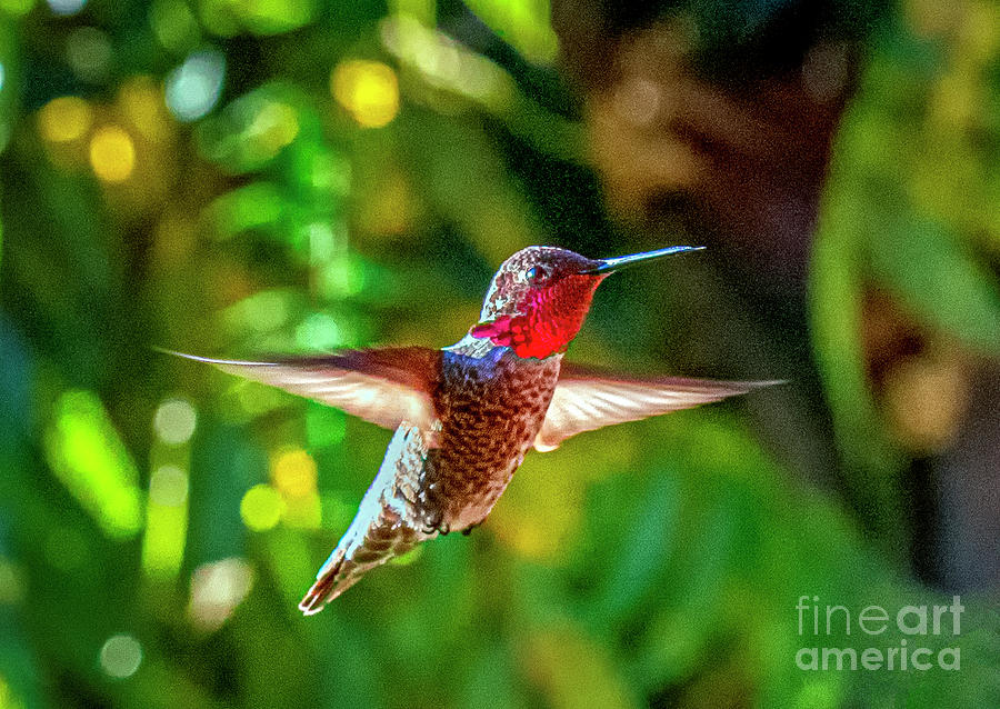 Ruby-throated Hummingbird Closeup Photograph by David Zanzinger