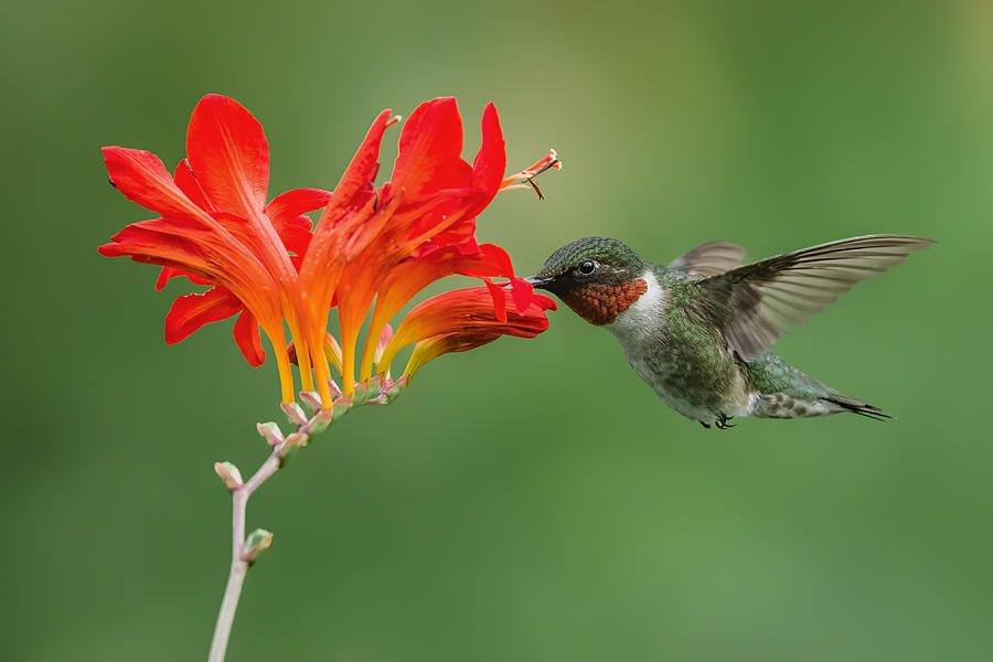 Ruby-throated Hummingbird Photograph by Donald Luo - Fine Art America