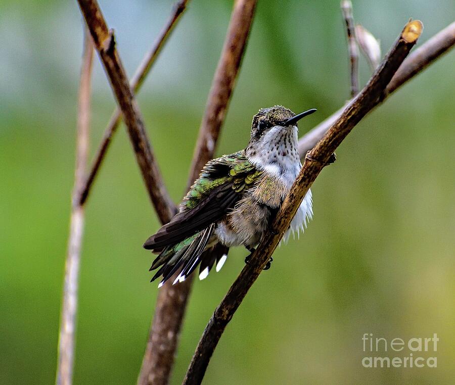 Ruby-throated Hummingbird Drying His Feathers by Cindy Treger Ruby-throated Hummingbird Drying His Feathers by Cindy Treger