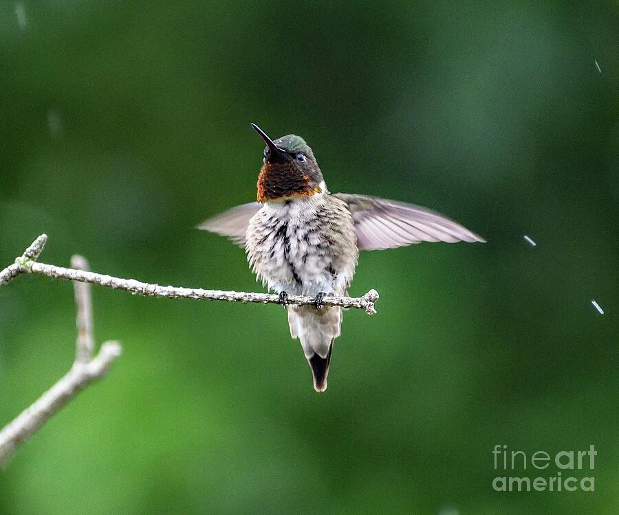 Hummingbird Photograph - Ruby-throated Hummingbird Enjoying A Light Shower by Cindy Treger