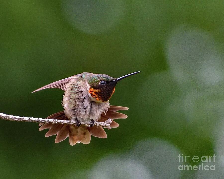 Ruby-throated Hummingbird Flexing Photograph