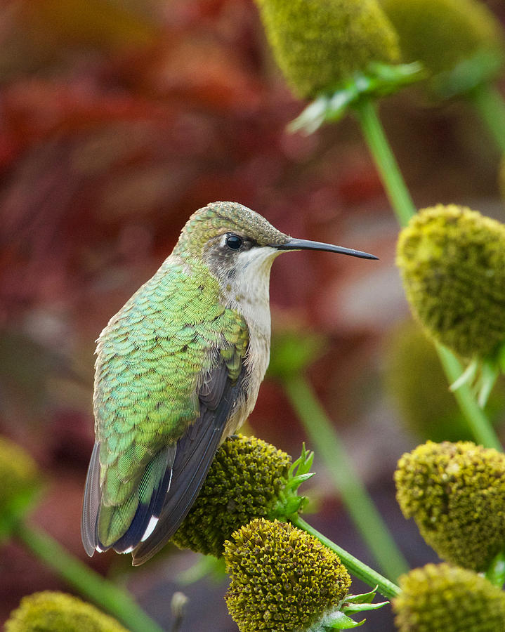 Ruby Throated Hummingbird Photograph by Hermes Fine Art