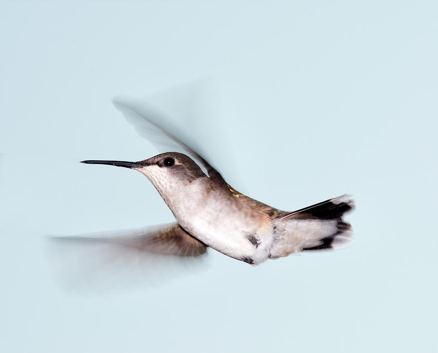 Hummingbird Photograph - Ruby-throated Hummingbird In Flight by Jim Mckinley