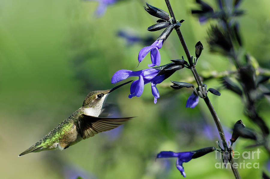 Ruby-throated Hummingbird in Minnesota Photograph by Natural Focal Point Photography