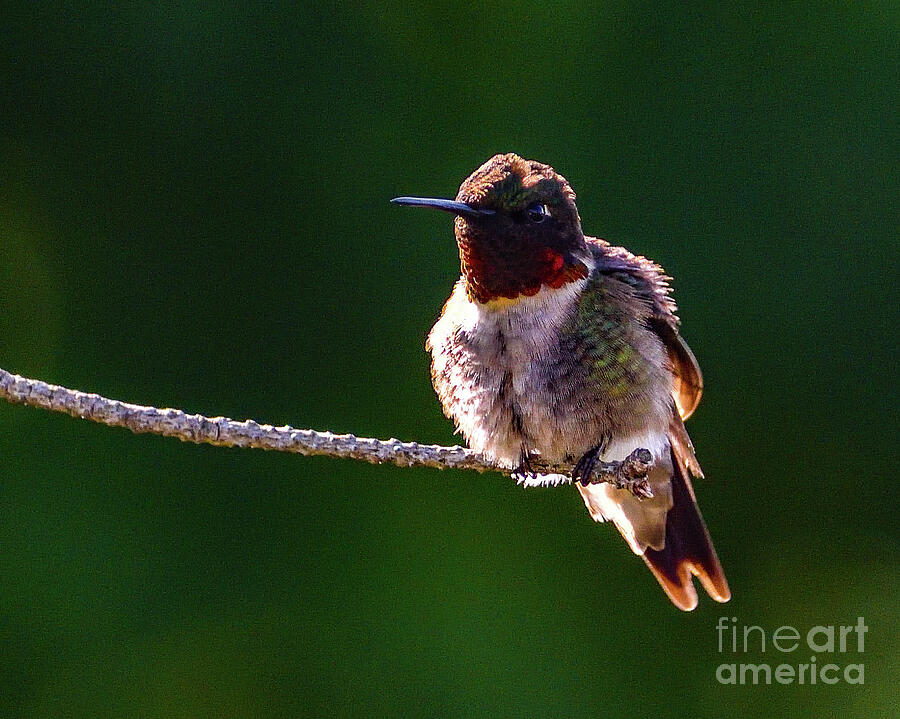 Ruby-throated Hummingbird In The Morning Light Photograph