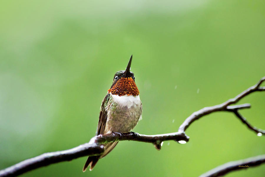 Ruby Throated Hummingbird In The Rain Photograph by Christina Rollo