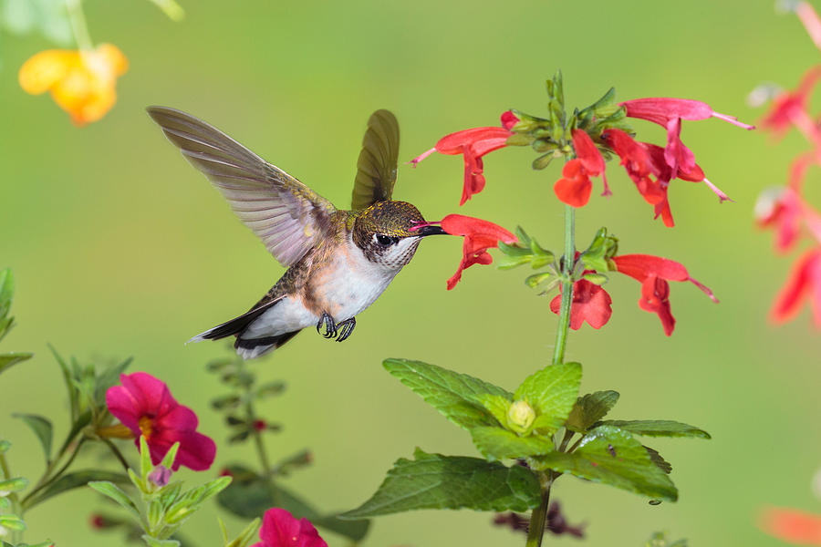Ruby-throated Hummingbird Photograph by James Zipp