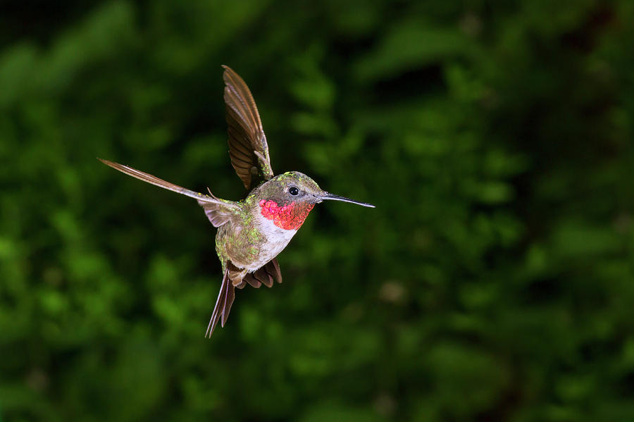 Ruby-throated Hummingbird Male Hovering Photograph by Ivan Kuzmin