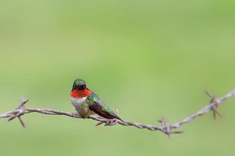 Ruby Throated Hummingbird on Fence Photograph by Bill Wakeley