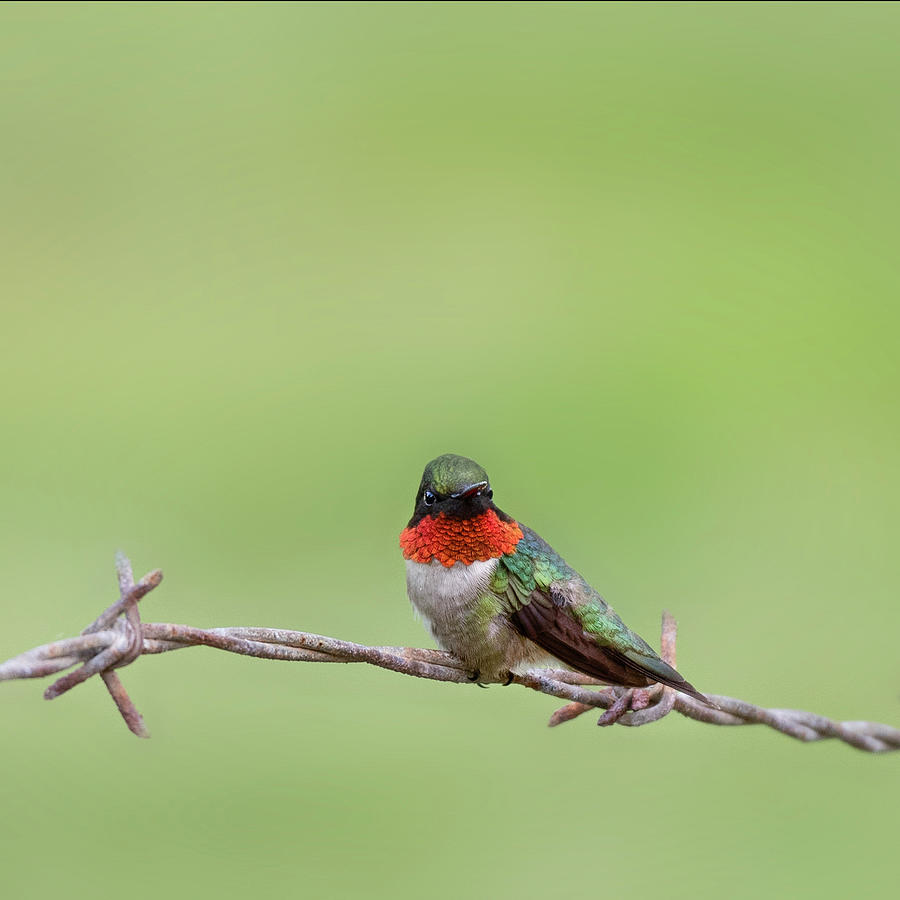 Ruby Throated Hummingbird on Fence square Photograph by Bill Wakeley