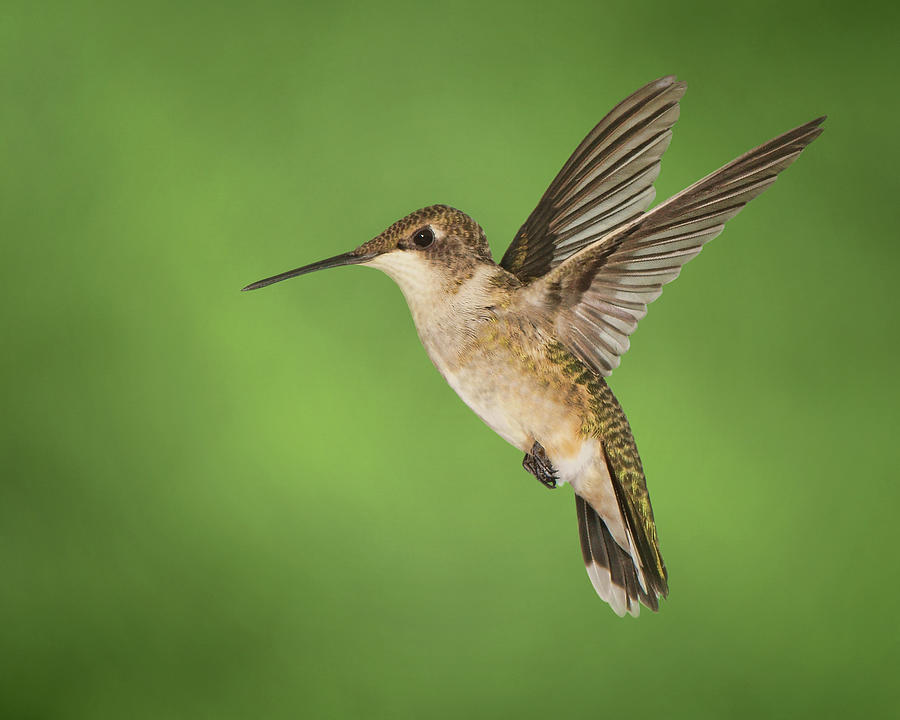 Ruby-throated Hummingbird on Green Background Photograph by Nikolyn McDonald