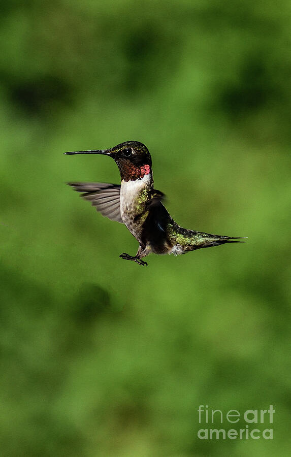 Ruby-throated Hummingbird Putting On The Brakes Photograph