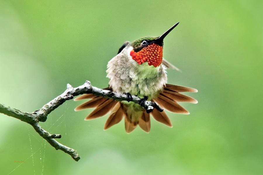Ruby Throated Hummingbird Velocity Photograph by Christina Rollo