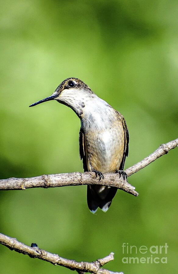 Ruby-throated Hummingbird With A Cute Head Tilt by Cindy Treger Ruby-throated Hummingbird With A Cute Head Tilt by Cindy Treger
