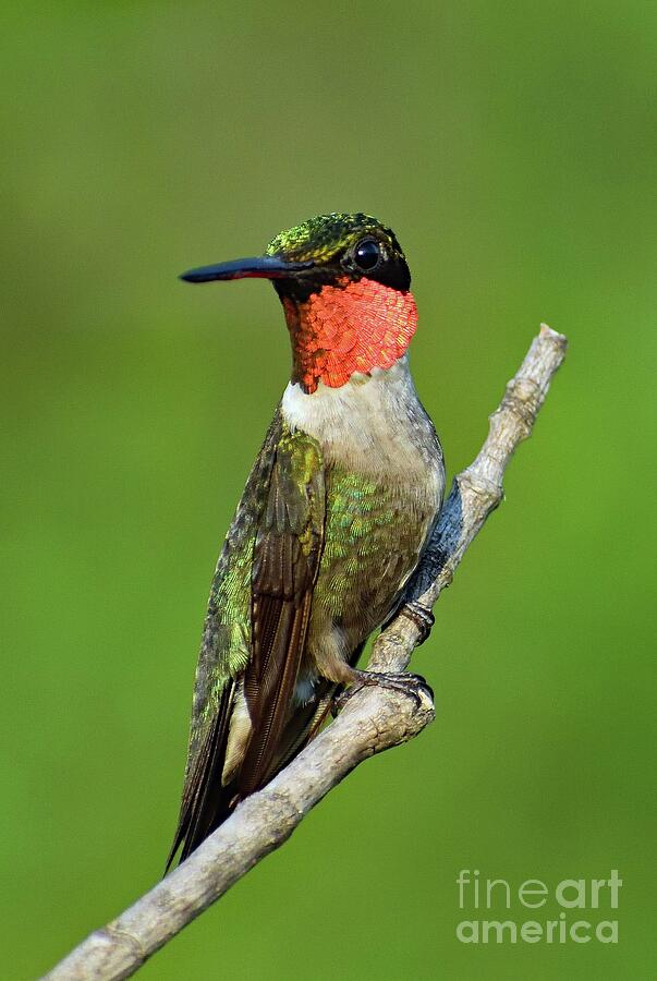 Ruby-throated Hummingbird With A Perfect Pose Photograph