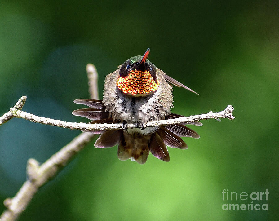 Ruby-throated Hummingbird With A Red Bill Photograph