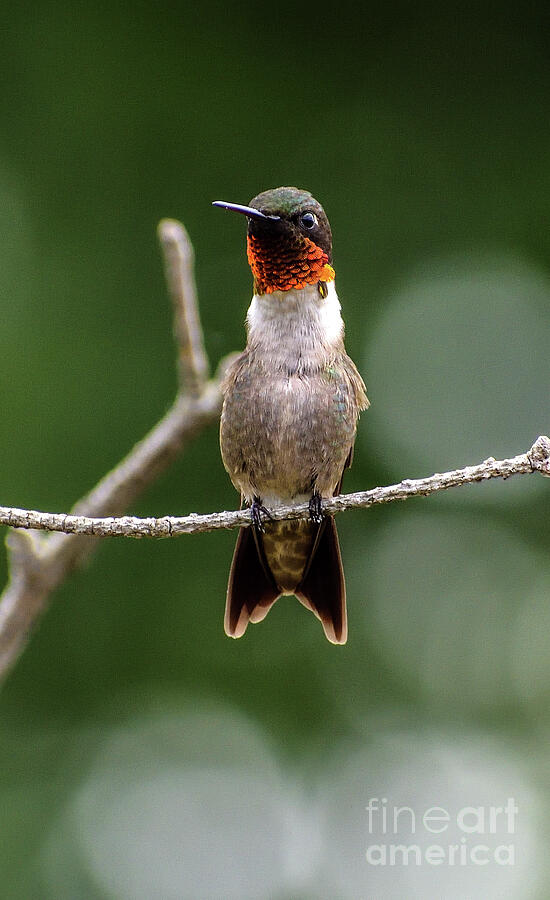 Ruby-throated Hummingbird With Full Neck Extension Photograph