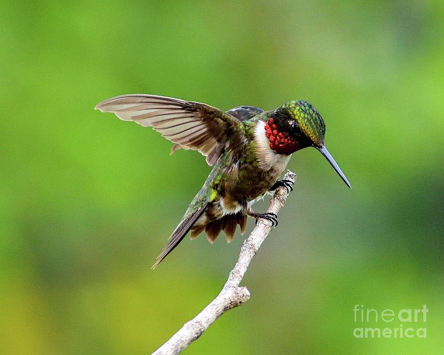 Ruby-throated Hummingbird With His Eye On The Prize Photograph