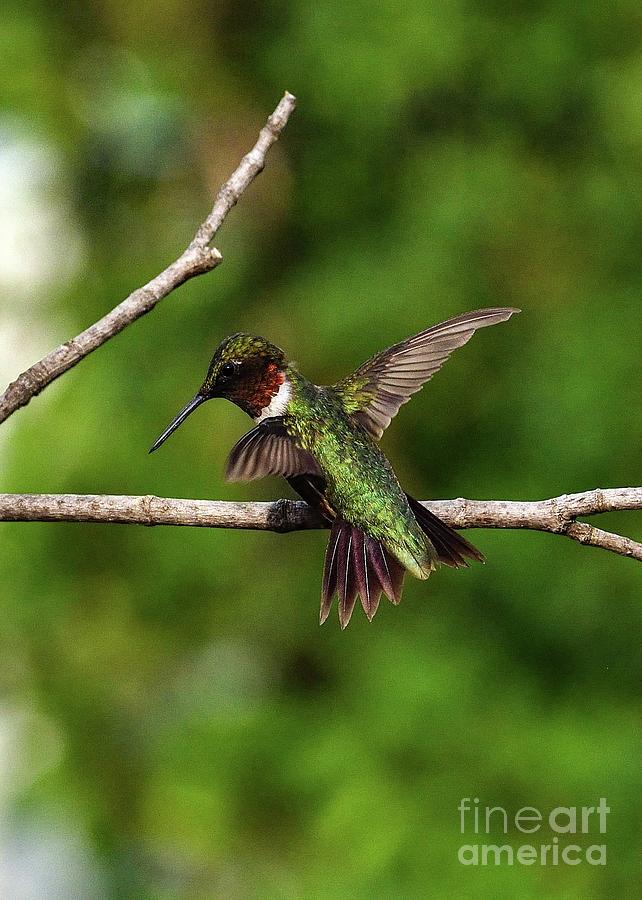 Ruby-throated Hummingbird With Wings And Tail Spread Photograph