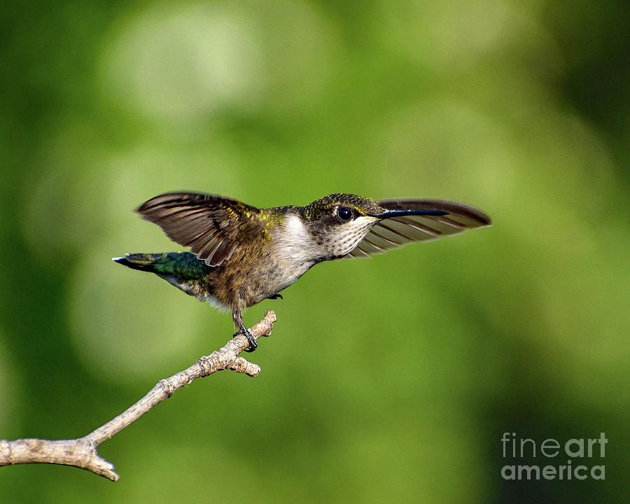 Ruby-throated Hummingbirds Are Just The Cutest by Cindy Treger Ruby-throated Hummingbirds Are Just The Cutest by Cindy Treger