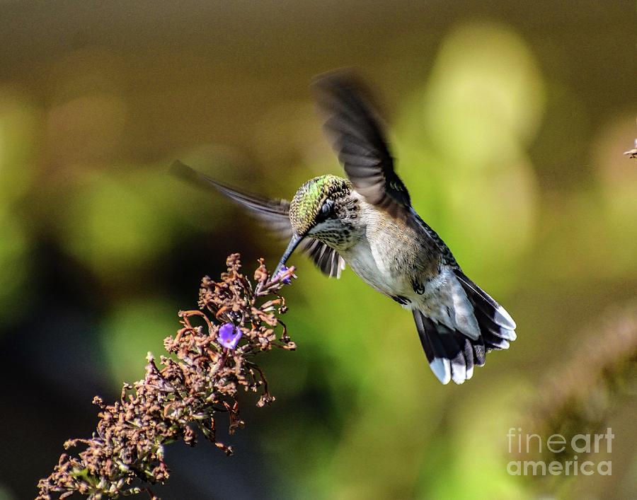 Hummingbird Photograph - Juvenile Ruby-throated Hummingbirds Final Bow by Cindy Treger