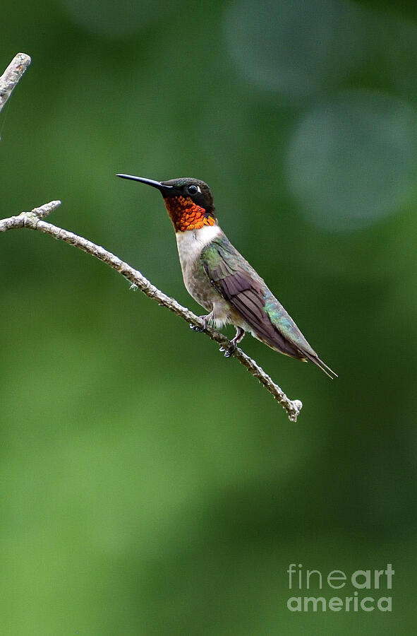 Ruby-throated Hummingbirds Have A Special Beauty All Of Their Own Photograph