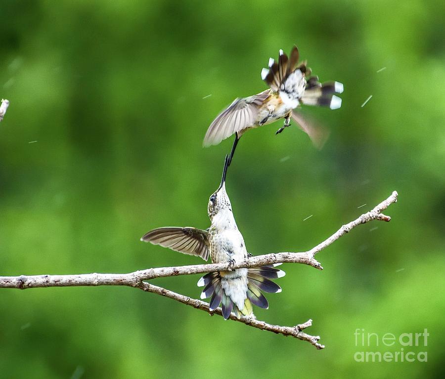 Juvenile Ruby-throated Hummingbirds Having Some Fun Series #3 Photograph