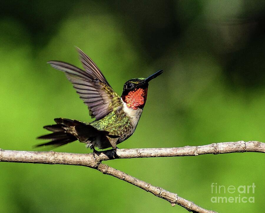 Ruby-throated Hummingbirg Gearing Up For Incoming Hummingbird Photograph