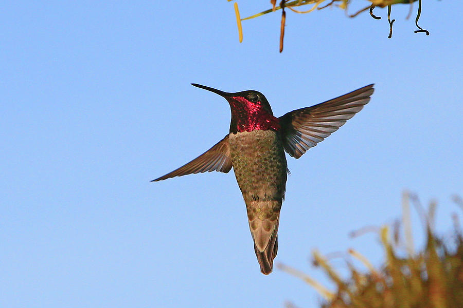 Ruby-throated Photograph