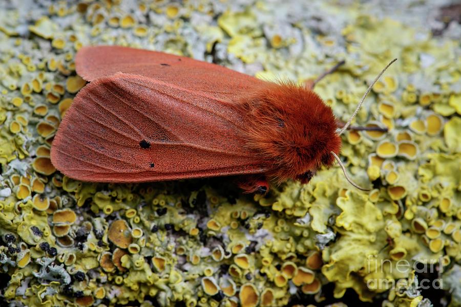 Ruby Tiger Moth Photograph by Heath Mcdonald/science Photo Library