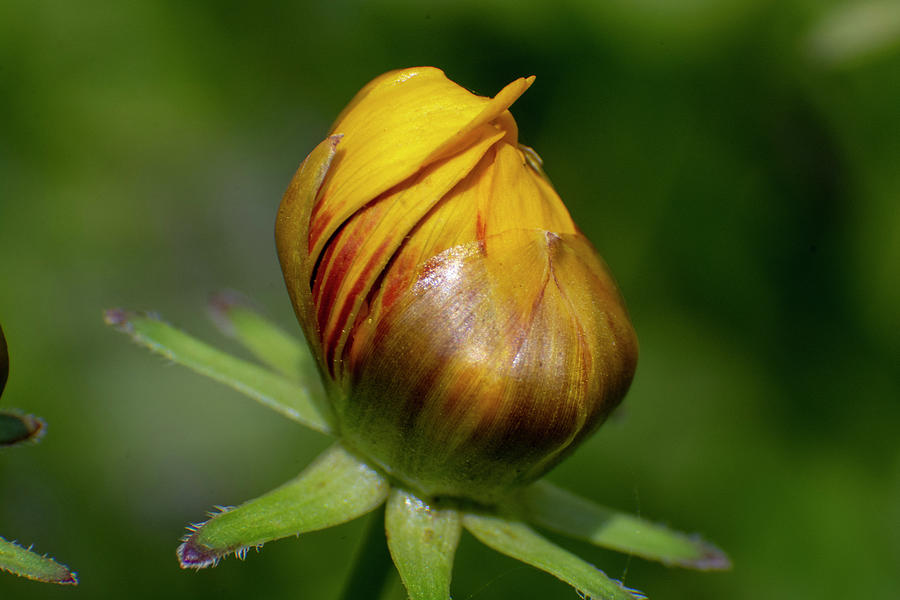 Rudbeckia Mixed Media - Rudbeckia Bud by Smart Aviation Rudbeckia Mixed Media - Rudbeckia Bud by Smart Aviation