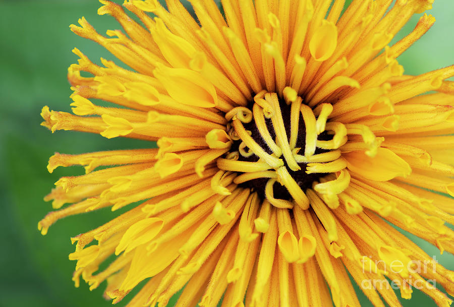 Flower Photograph - Rudbeckia Chim Chiminee by Tim Gainey