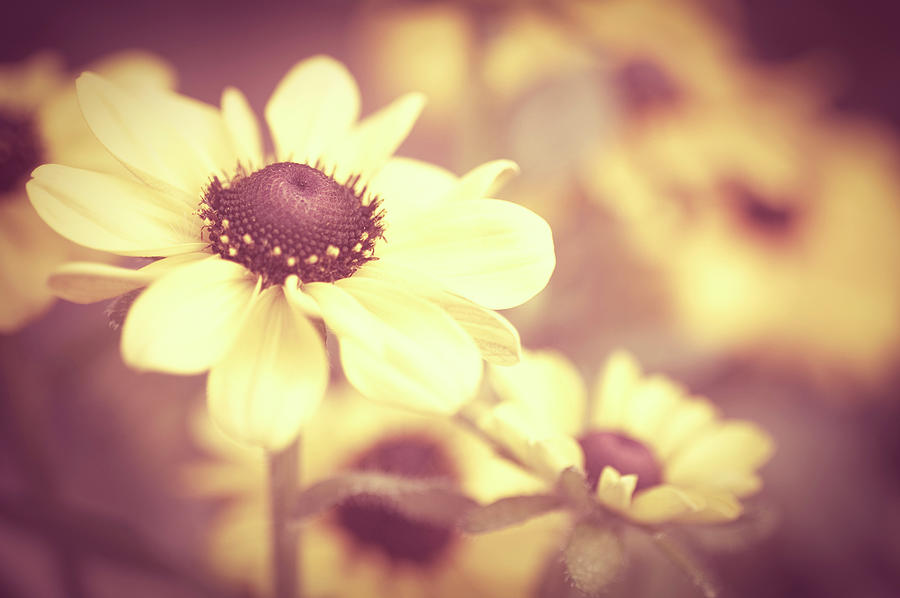 Rudbeckia Flowers Photograph by Dhmig Photography