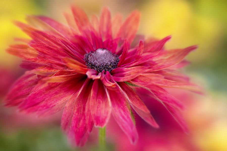 Flower Photograph - Rudbeckia by Jacky Parker