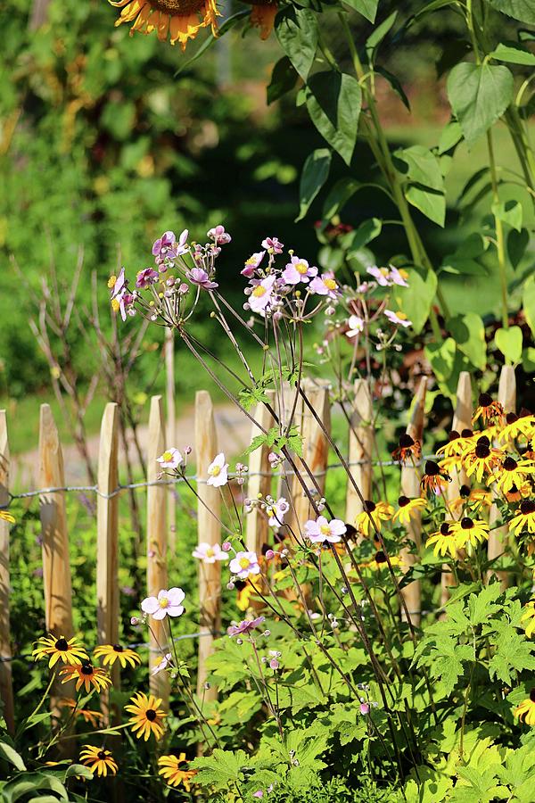Rudbeckia, Japanese Anemones And Sunflowers Next To Wooden Fence In Cottage Garden Photograph by Alexandra Panella