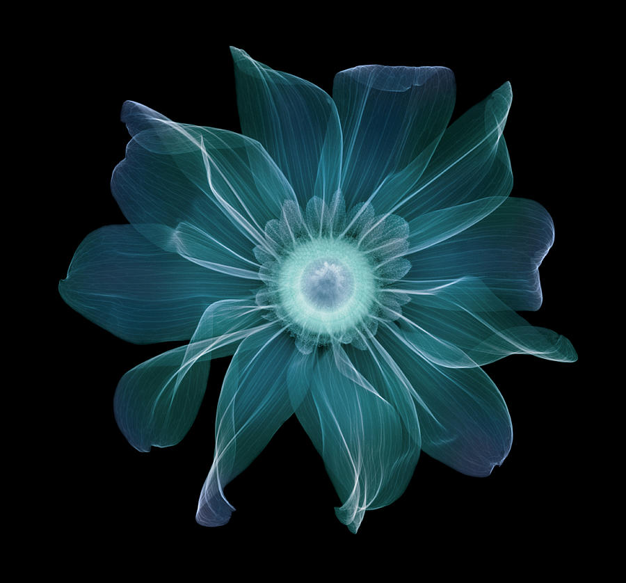 Rudbeckia Maxima Photograph by Nick Veasey Rudbeckia Maxima Photograph by Nick Veasey