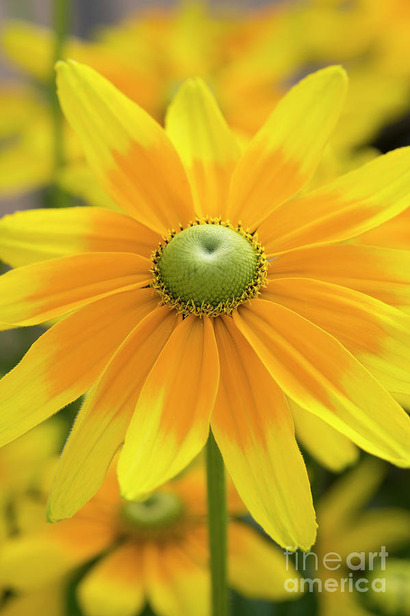 Flower Photograph - Rudbeckia Prairie Sun Flower by Tim Gainey