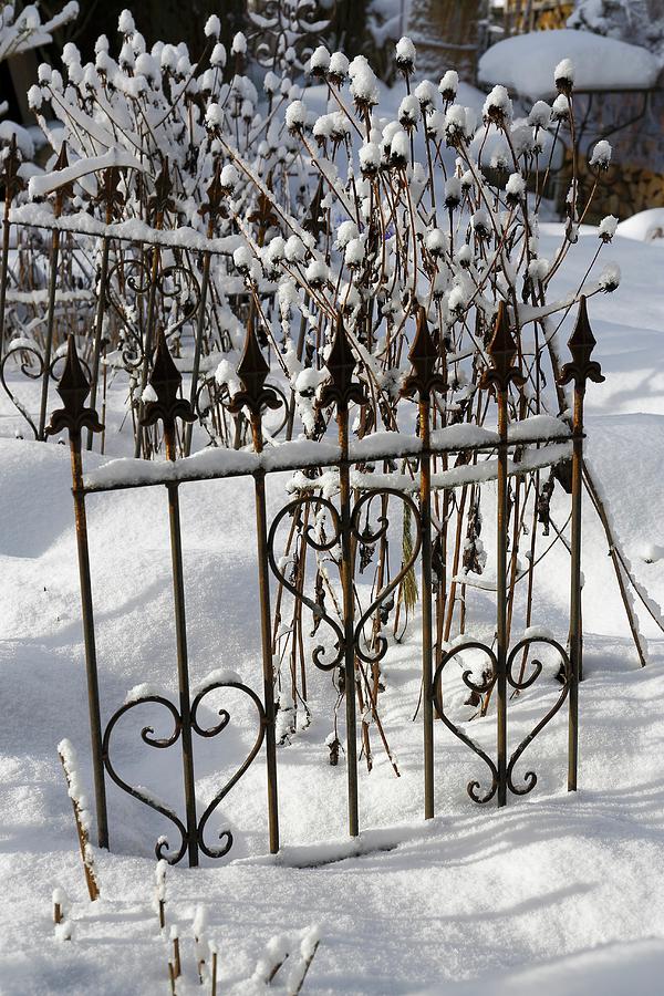 Rudbeckia Seedheads Amongst Ornamental Metal Fencing In Wintry, Snow-covered Garden Photograph by Karlheinz Steinberger