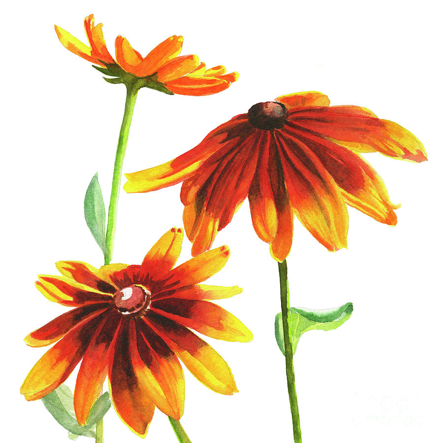 Flower Painting - Rudbeckia Summerina Brown square design by Sharon Freeman