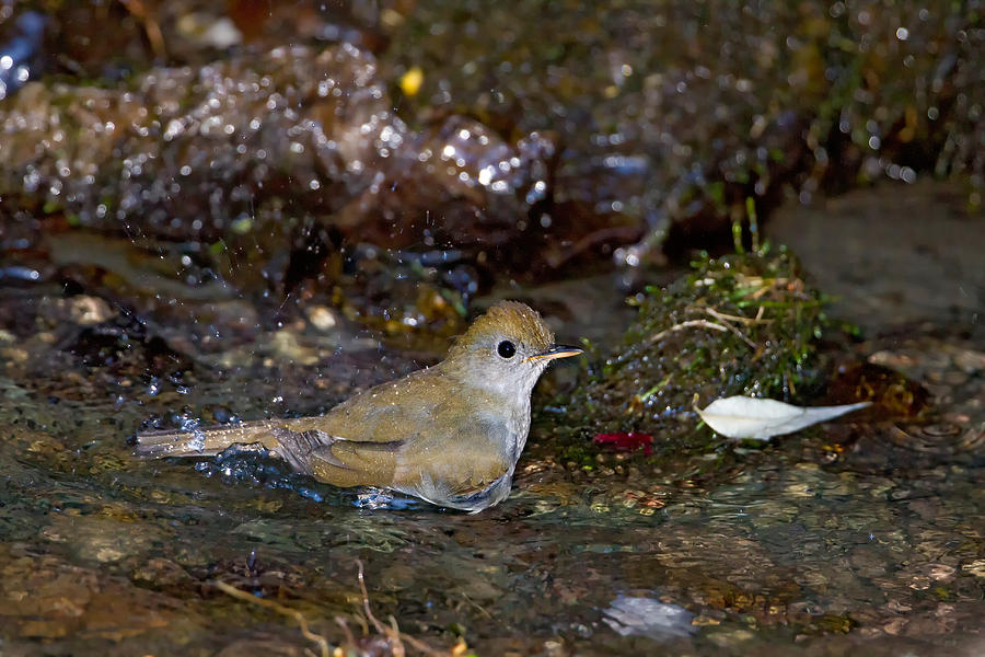 Ruddy-capped Nightingale-thrush Photograph by James Zipp