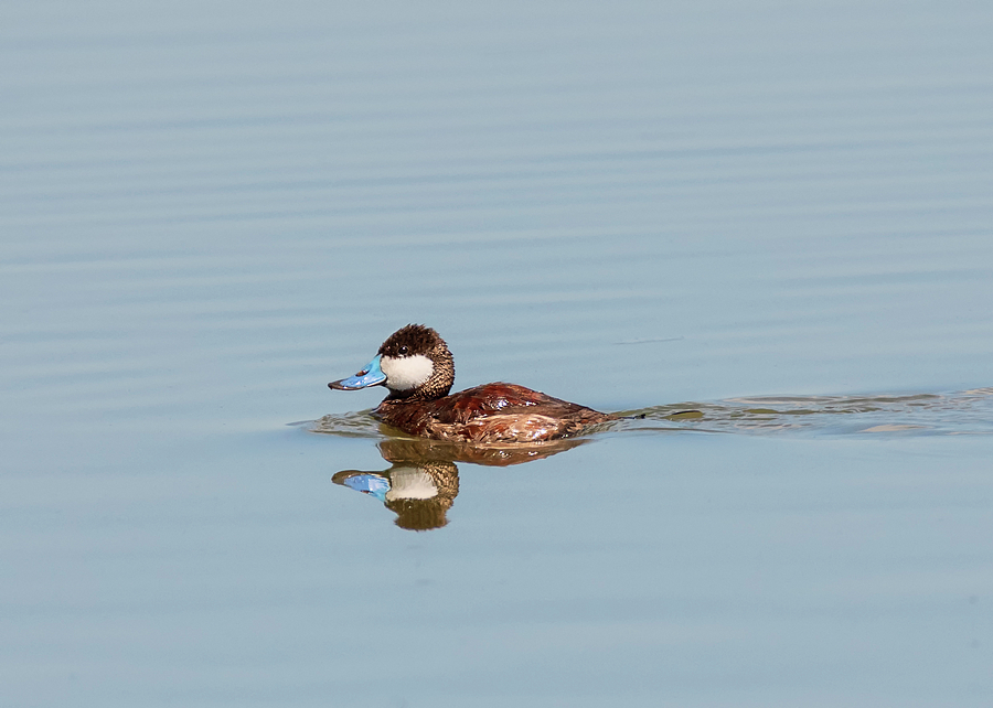 Ruddy Duck in Breeding Color Photograph by Loree Johnson