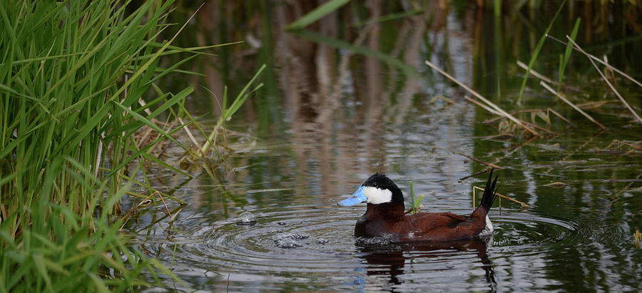 Ruddy Duck- Male Photograph by Whispering Peaks Photography