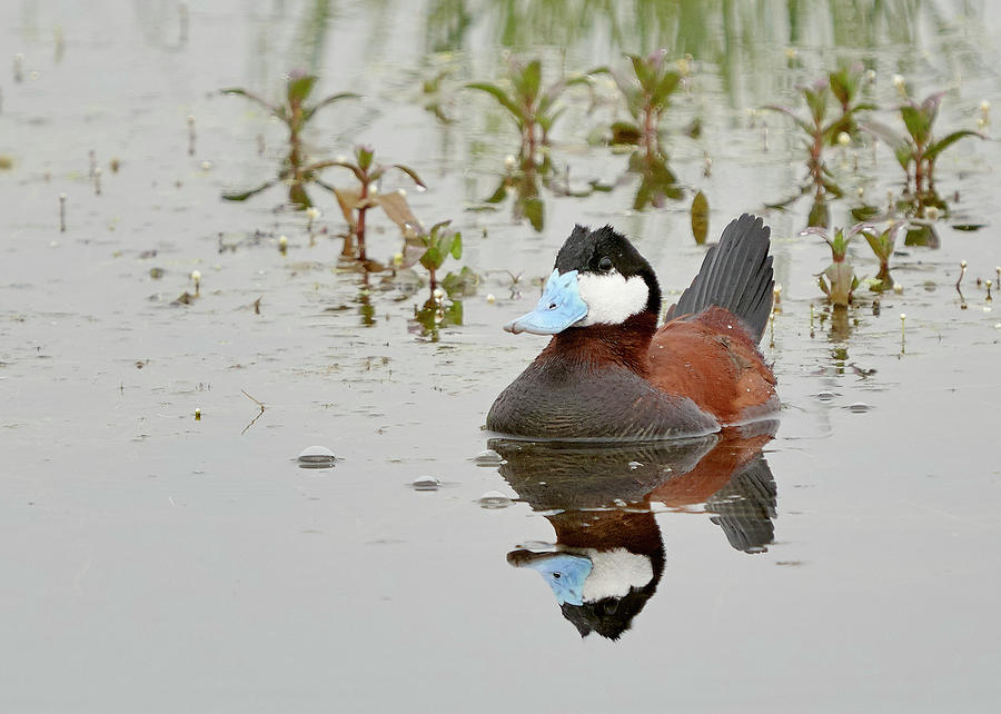 Ruddy Duck, Plumas County California by Doug Herr Ruddy Duck, Plumas County California by Doug Herr