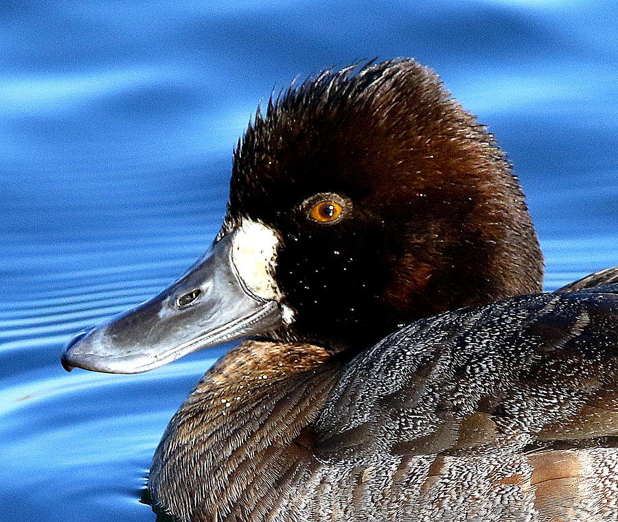 Ruddy Duck Photograph by Rob Wallace Images - Fine Art America