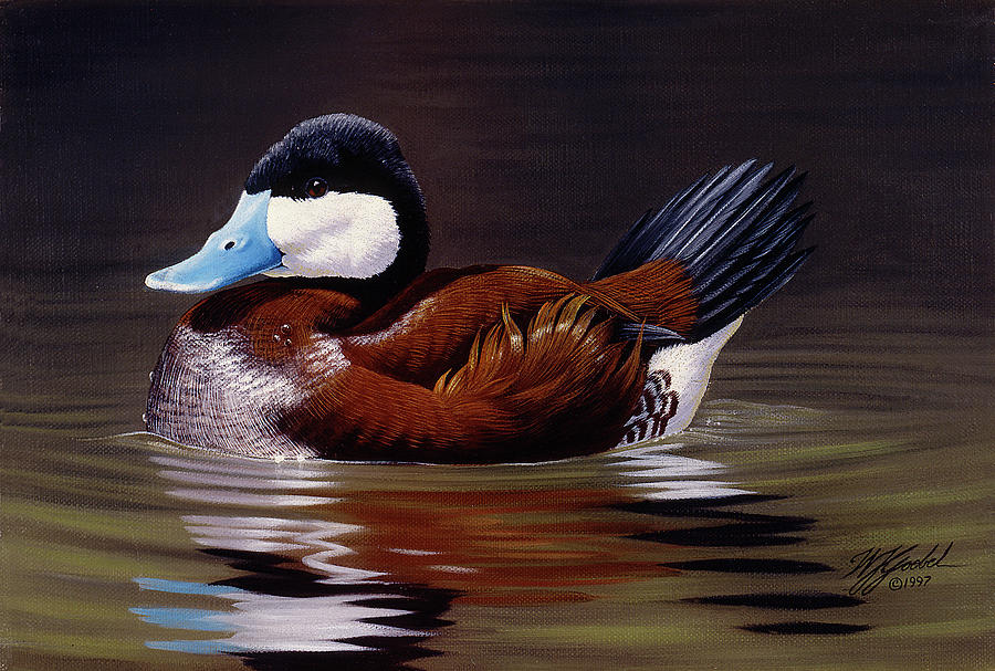 Animal Painting - Ruddy Duck by Wilhelm Goebel