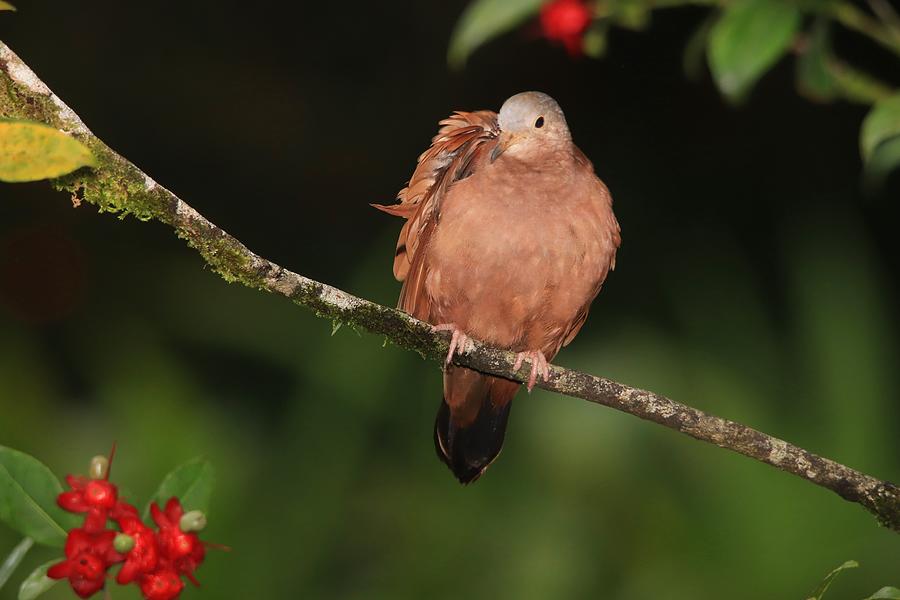 Ruddy Ground Dove Male Photograph