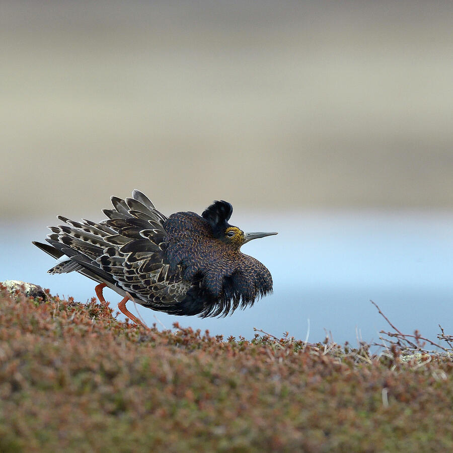 Wildlife Photograph - Ruff Male Displaying, Varanger, Norway, May by Loic Poidevin / Naturepl.com