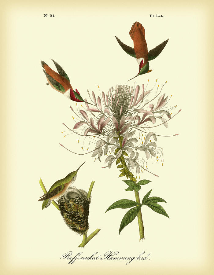 Bird Painting - Ruff-neck Hummingbird by John James Audubon